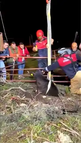 İzmir'de Kuyudan Buzağı Kurtarıldı!